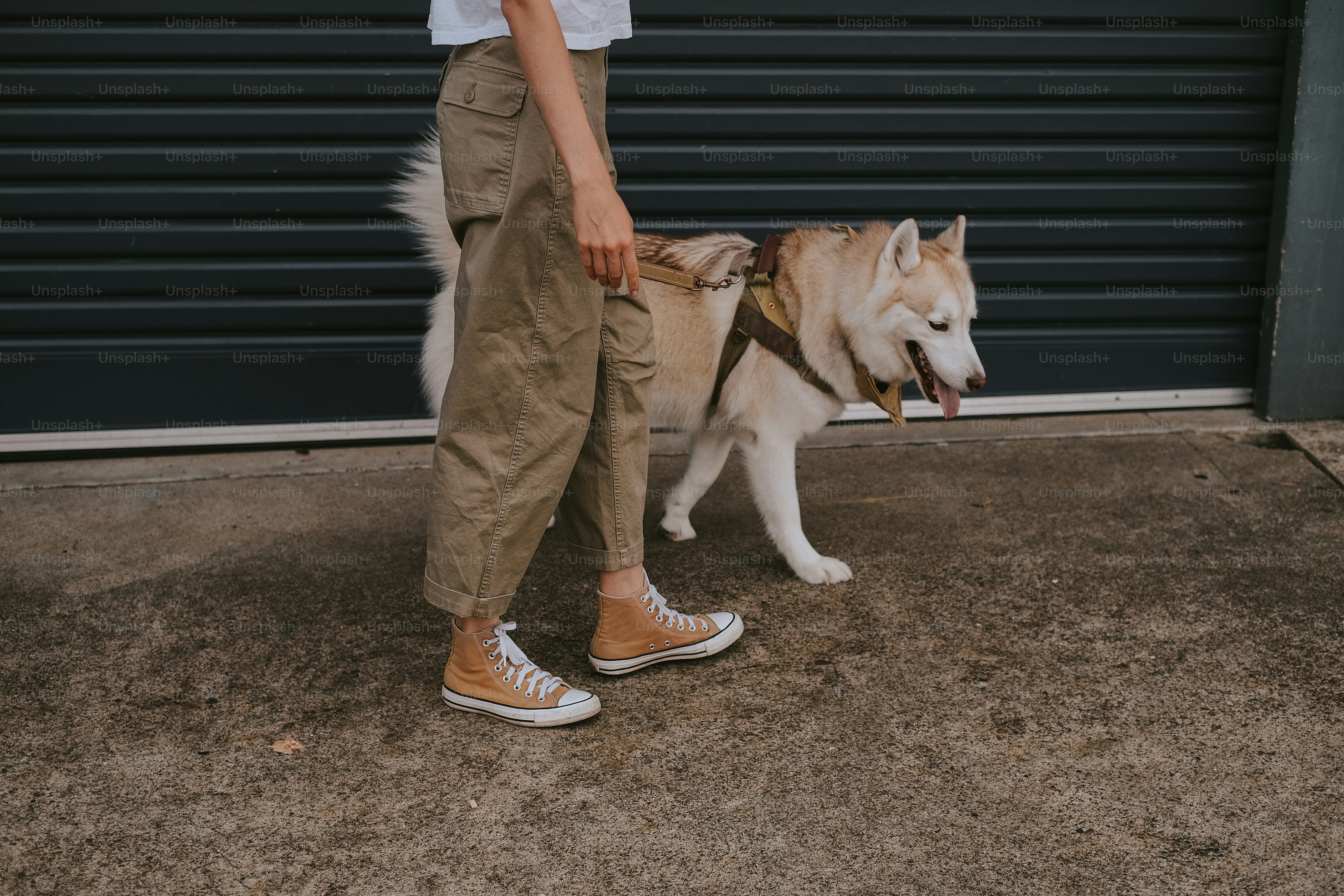 Animals